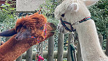 Alpakaführungen im Ostseebad Boltenhagen